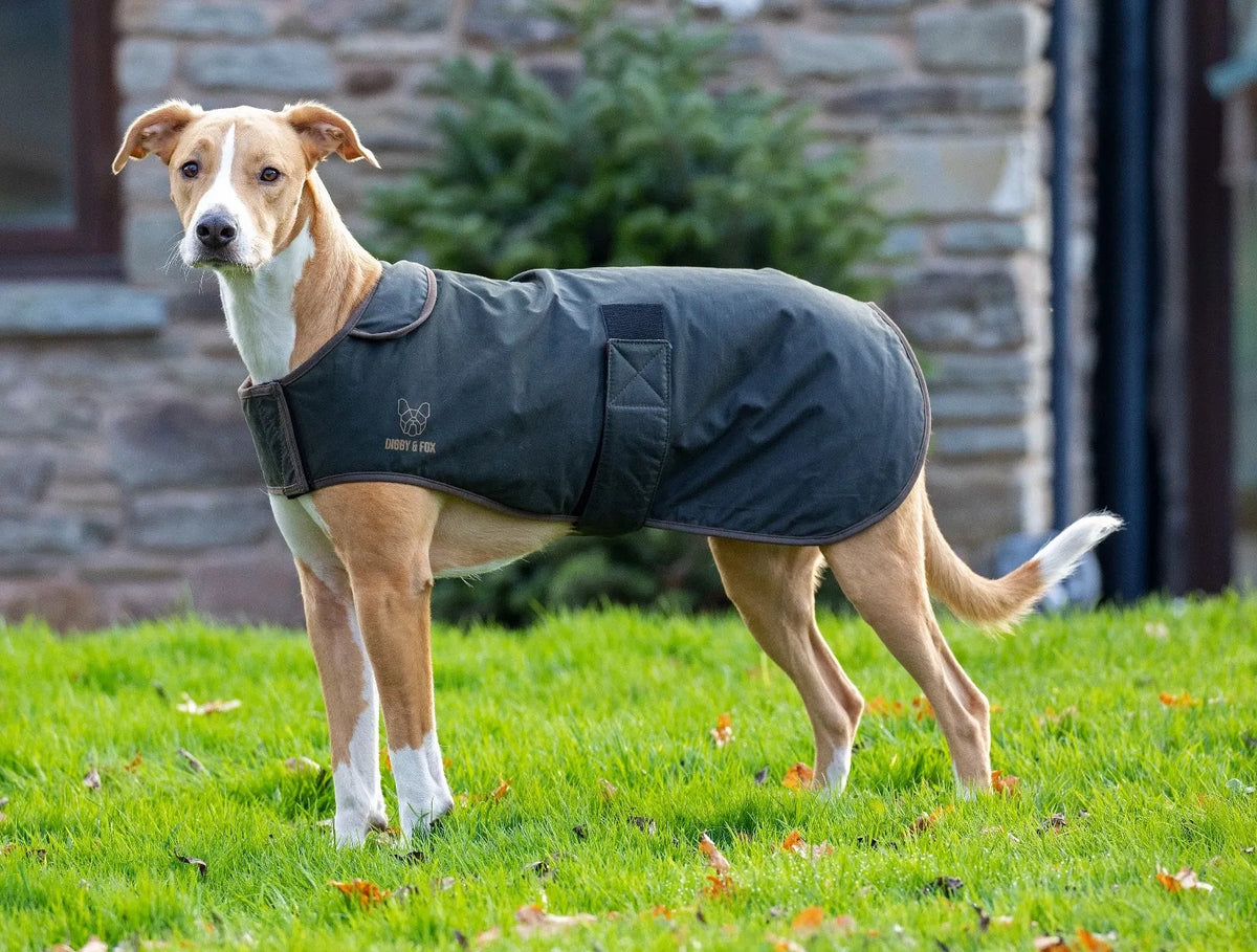 DIGBY & FOX WAXED DOG COAT