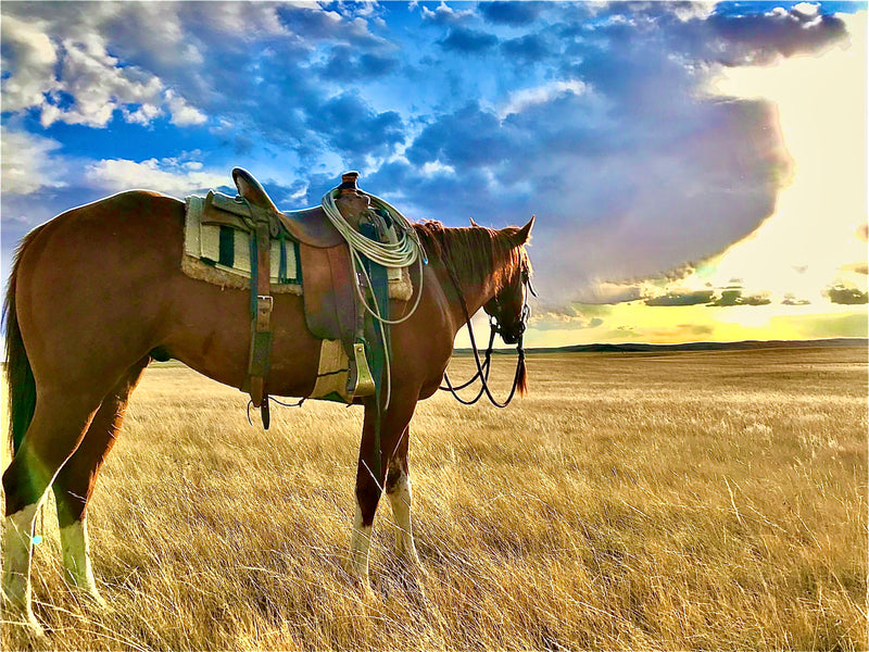 Fall Horse Checklist
